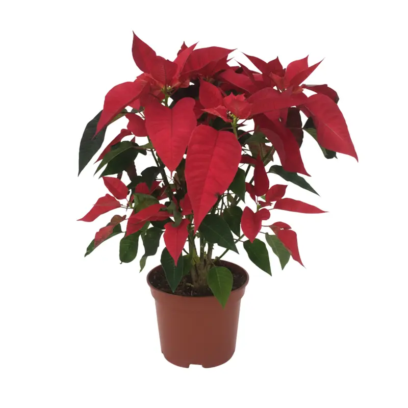 Poinsettia 45"