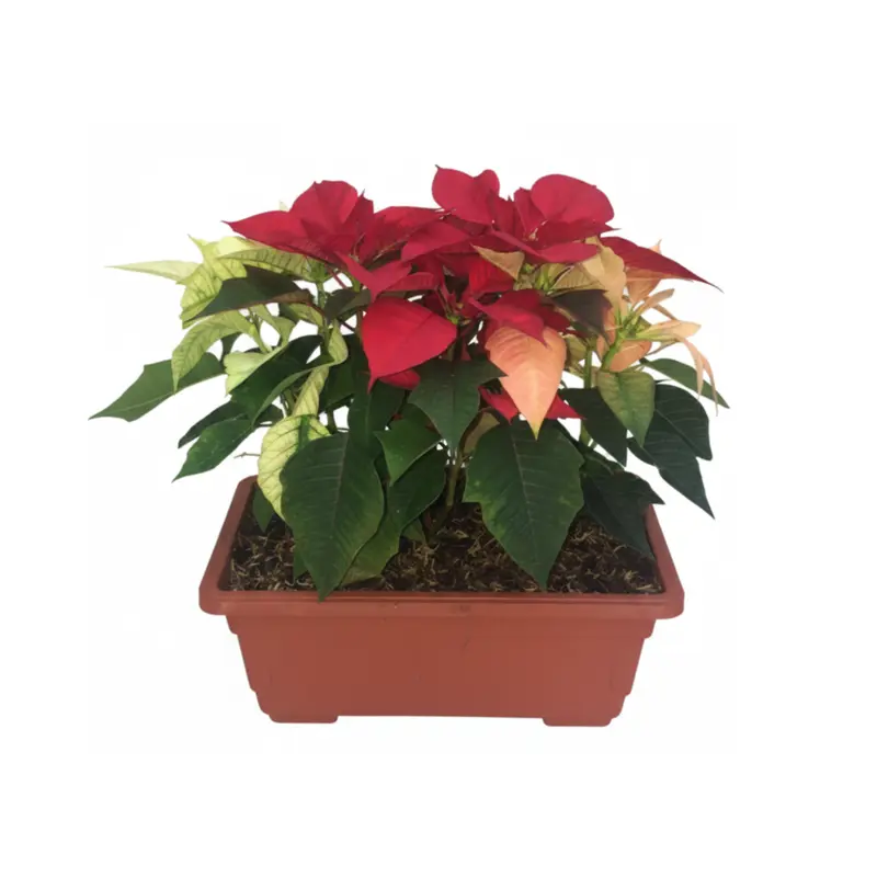 Poinssettia En Pote Cuadrado