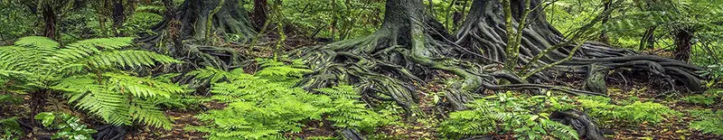 Reptil Habitat fondo; lluvia Forest Ferns, por Suzanne Lefebvre y raíces, para 48 x 18 x 18 terrario, 3-sided envolvente