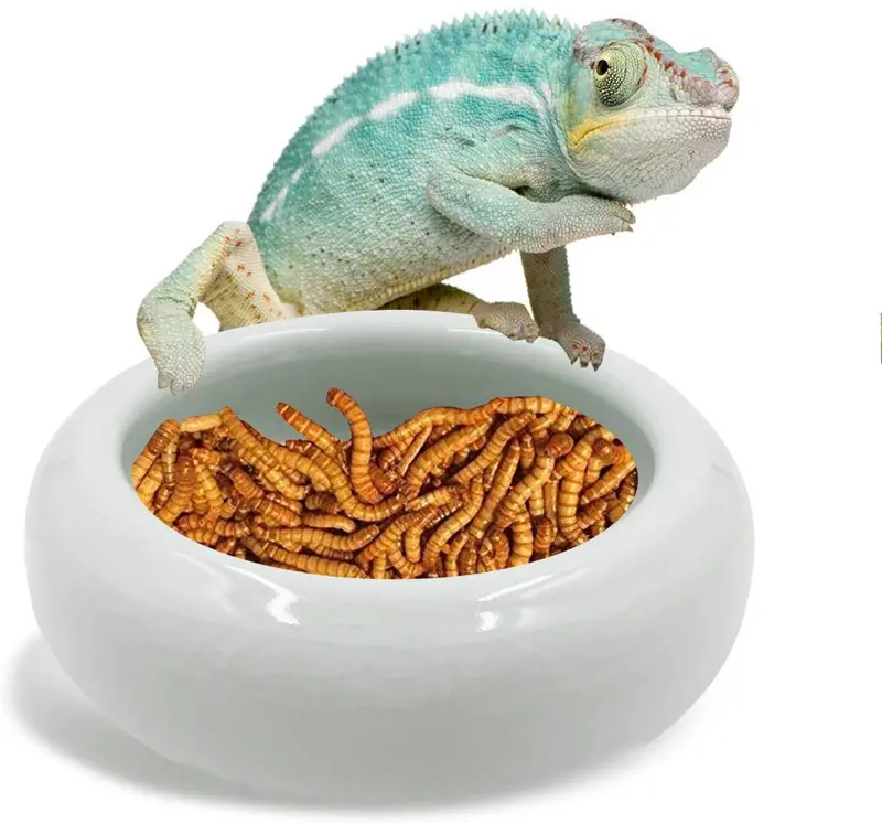 SciEdu - Plato de cerámica para reptiles y reptiles, tamaño grande