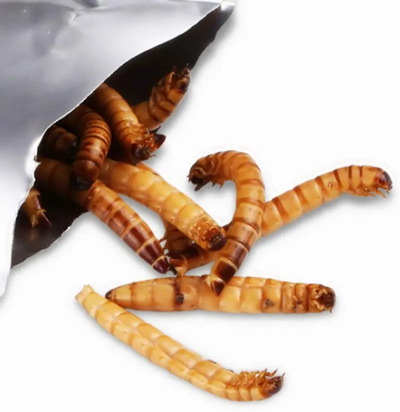 Secuoia gusanos de reptiles alimento para comida fresca dragón barbudo, lagarto, tortugas, camaleón, monitor, rana, pollos, patos, aves silvestres, pescado, hámsters y erizos