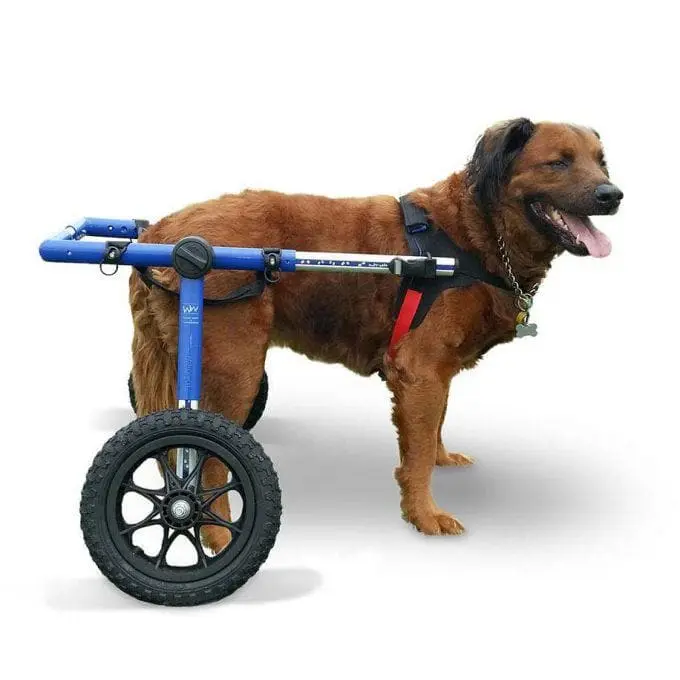 Sillas de Ruedas para Perros de Walkin' Pets® en México