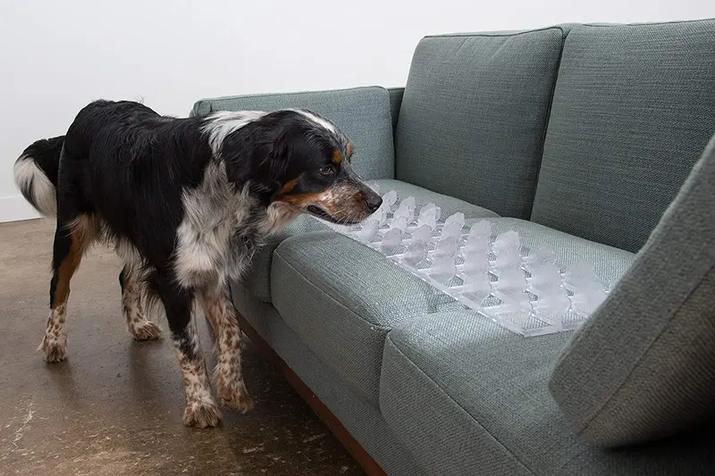 Sofá Guard & Protector de muebles – Keep Perros & Mascotas Segura apagado Muebles (Cantidad 4/Clear) fabricado en EE. UU..