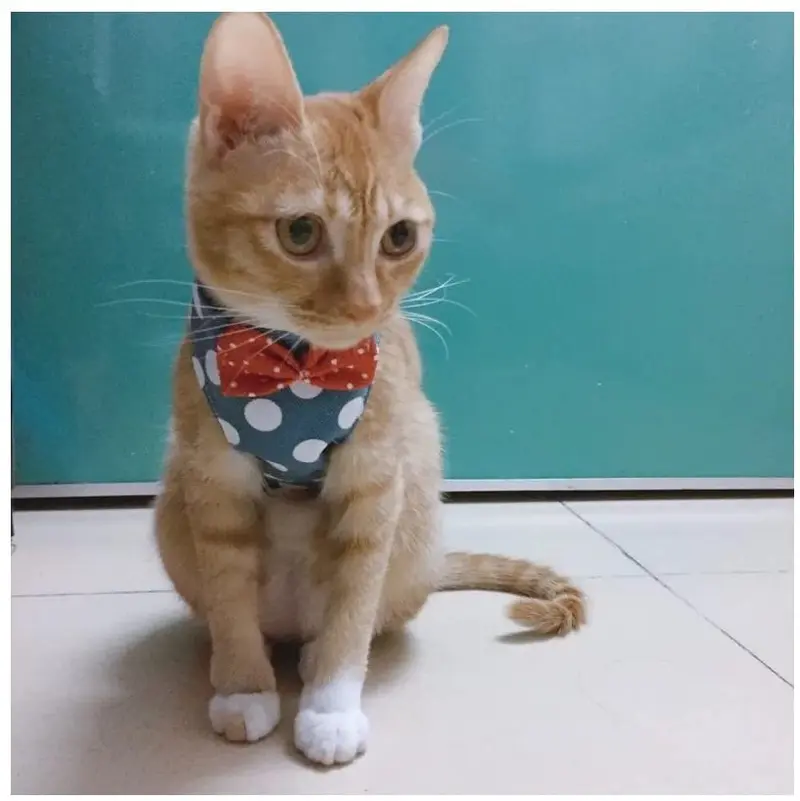 Stock Show - Chaleco arnés para gatos y perros con correa a juego con un bonito lazo, correa desmontable Reteo estilo británico arnés para cachorros medios, perros y gatos