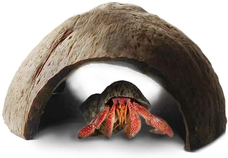 SunGrow - Cabaña de cangrejo ermitaño y escondite de cacao crudo, terreno de cría ideal, fomenta la actividad física, hábitat duradero, máxima privacidad, respetuoso con el medio ambiente