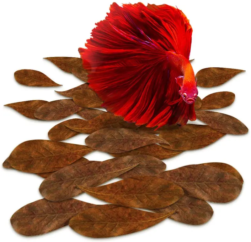 SunGrow Catappa hojas de almendras indias, la mejor manera de crear un ambiente tropical de selva tropical para Betta y Gouramis, hojas beneficiosas que vuelven el agua negra y aumentan la salud