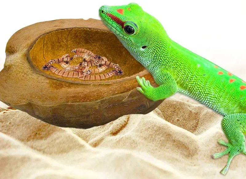 sungrow reptil bol de agua por 100% natural cáscara de coco con cáscara – tazón de comida para tortuga, serpientes, bullfrogs, pogonas