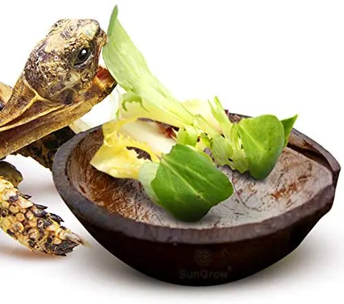 sungrow reptil tazón