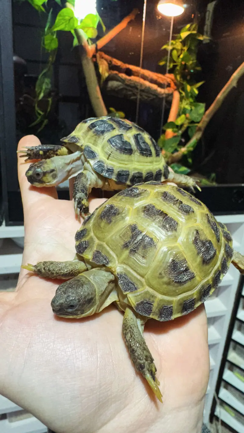 Testudo horsfieldii - Tortuga Rusa