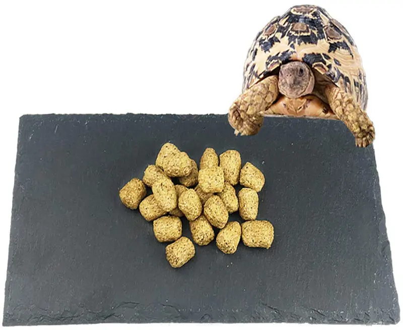 Tfwadmx - Plato de alimentación para reptiles, diseño de tortuga