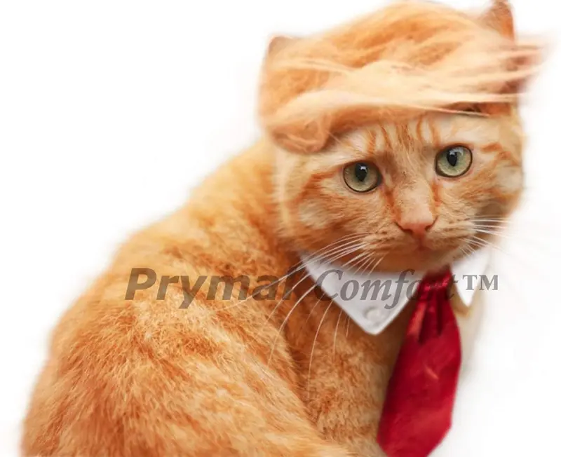 Trump disfraz de gato y corbata para Halloween, Festivales, Fiestas y actividades