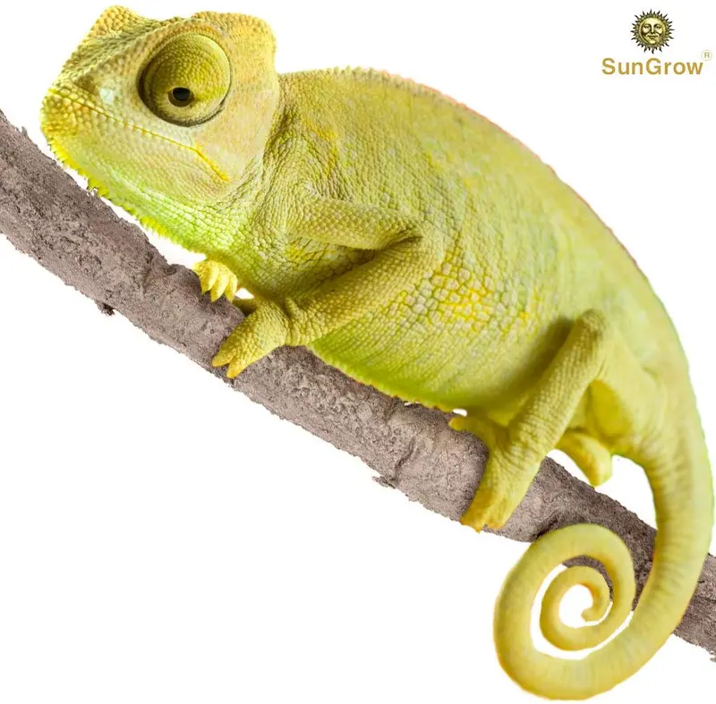 Vino de animales de 6 pies – rama giratoria y flexible – Crea hábitat natural para reptiles y anfibios – Décor & escalada juguete para camaleones, ranas de árboles, Geckos – 5 ventosas incluidas