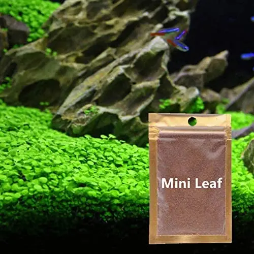 Wpmlady Semillas de hierba para acuario (hierba de hoja pequeña)
