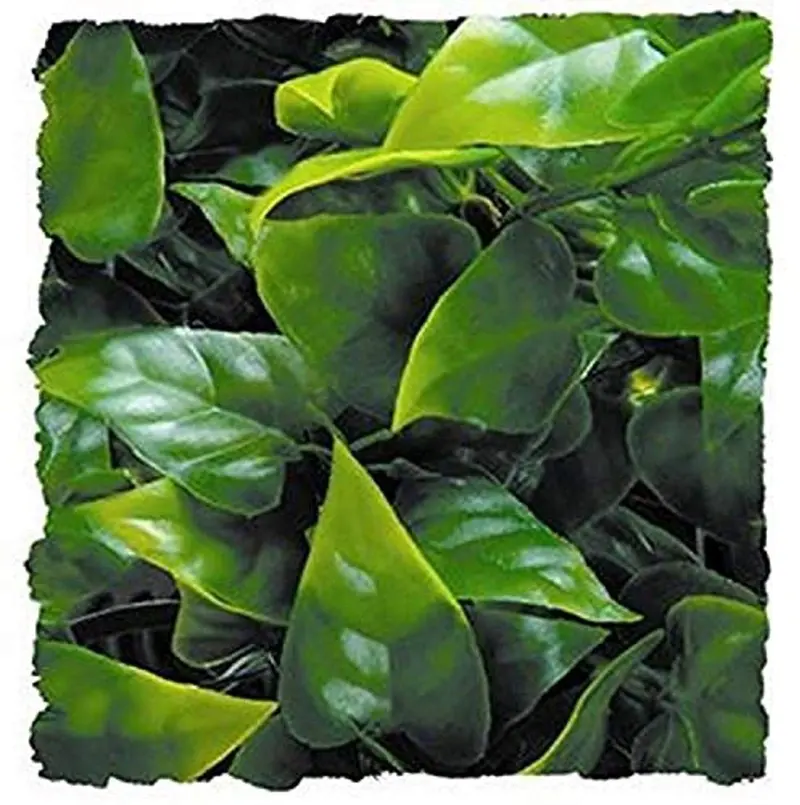 Zoo Med laboratorios szmbu10 naturales mexicano Arbustivo Phyllo, Small