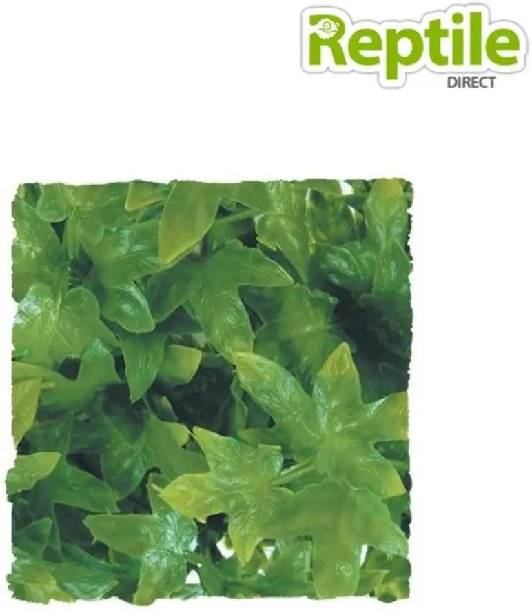 Zoo Med Naturalista Bush Planta Congo Ivy, Large