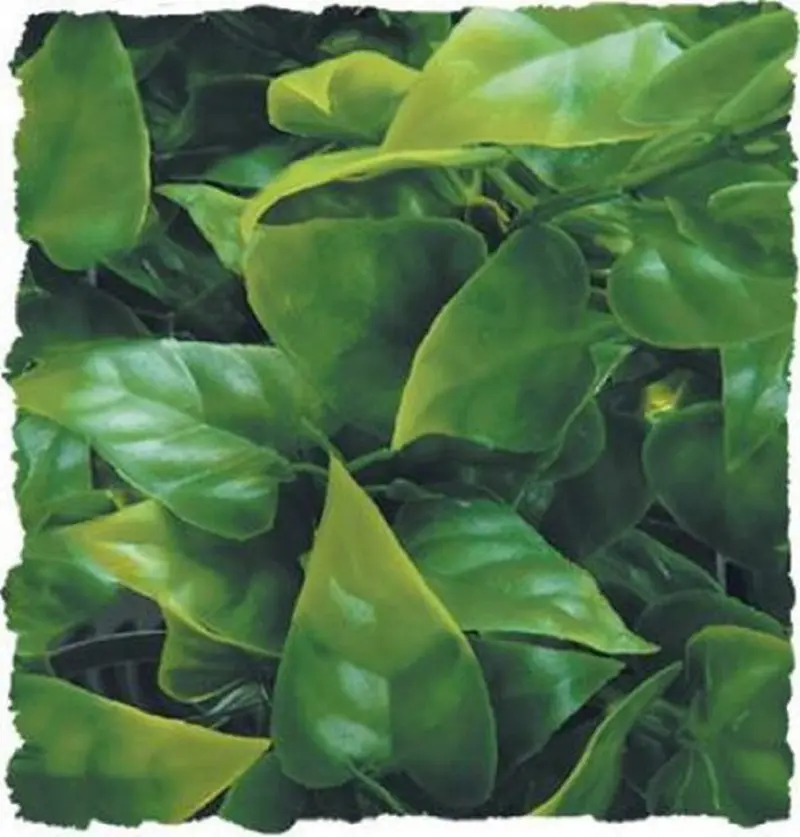 Zoo Med naturalista Bush planta mexicano Phyllo, grande